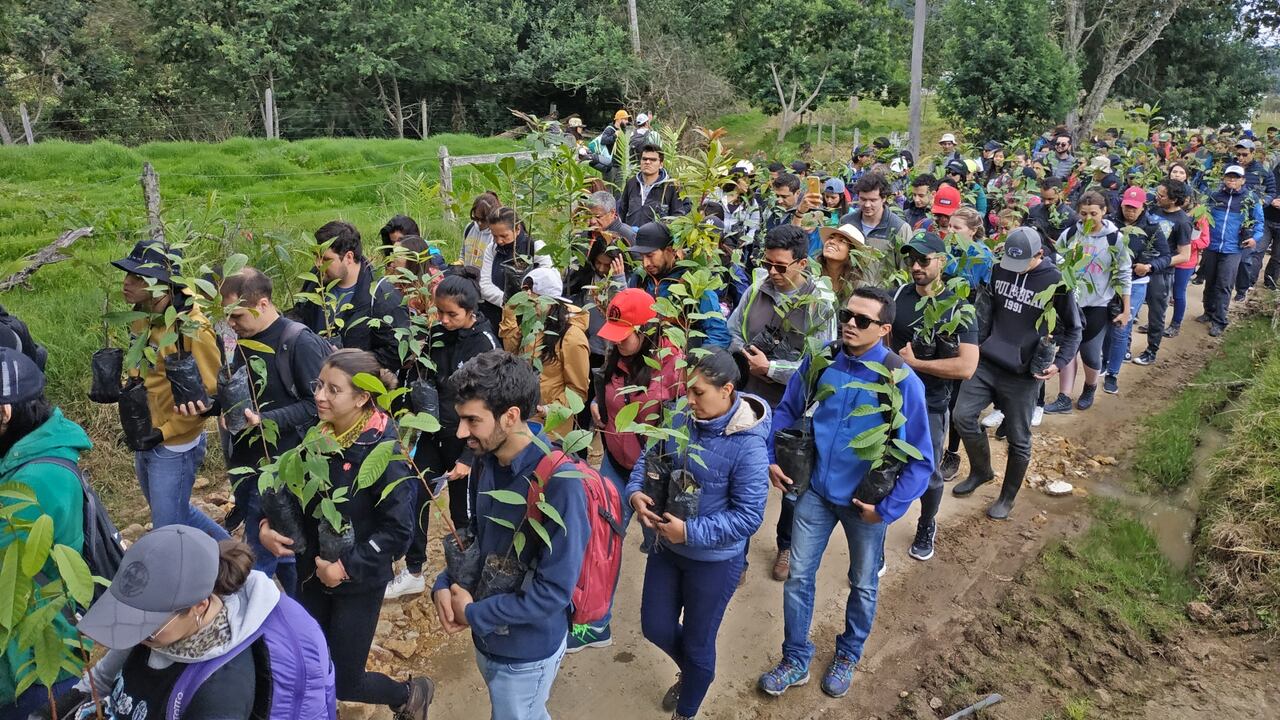 Los 1.000 árboles nativos del Parque Chicaque fueron sembrados en terrenos afectados por la ganadería y agricultura.