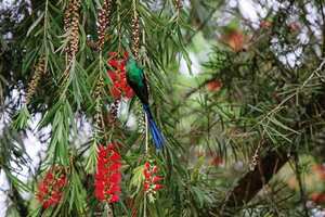 El Jardín Botánico Forestal de Pacho se ha proyectado como una estrategia de recuperación de los bosques andinos.