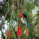 El Jardín Botánico Forestal de Pacho se ha proyectado como una estrategia de recuperación de los bosques andinos.