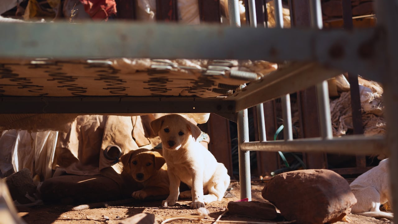 Tras el terremoto del pasado 10 de agosto, expertos resaltan la importancia de estar preparados con las mascotas para evacuar de la mejor manera.