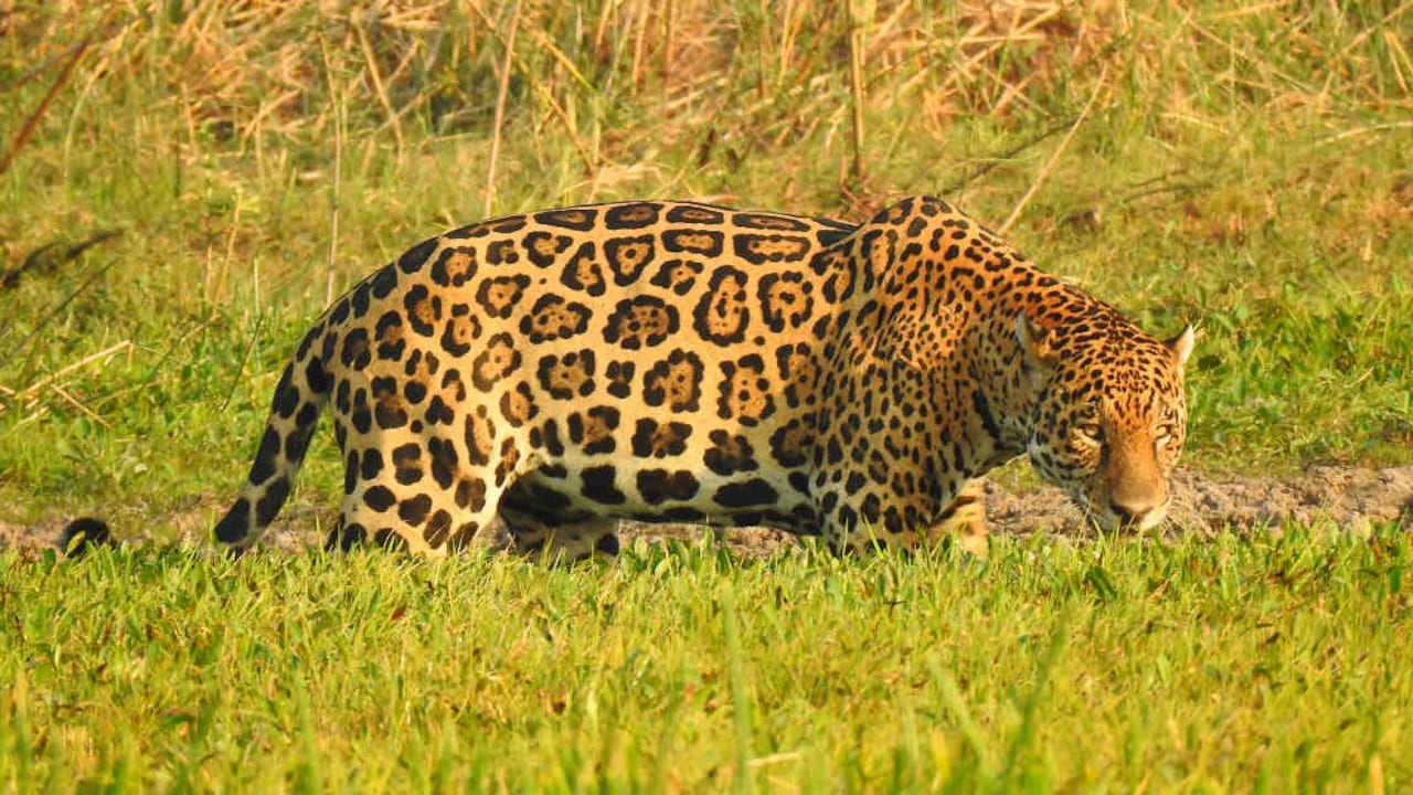 Esteban Payán Garrido, director Regional para América del Sur de Panthera, y Angélica Paola Diaz, bióloga e investigadora del Instituto Humboldt, hablarán sobre esta especie. Foto: Ricardo Ortiz / Panthera