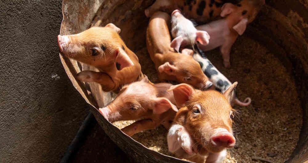 Bienestar animal para mejorar la producción