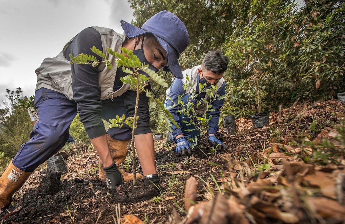 Siembra de árboles de Fundación Coca-Cola, en la reserva La Poma.