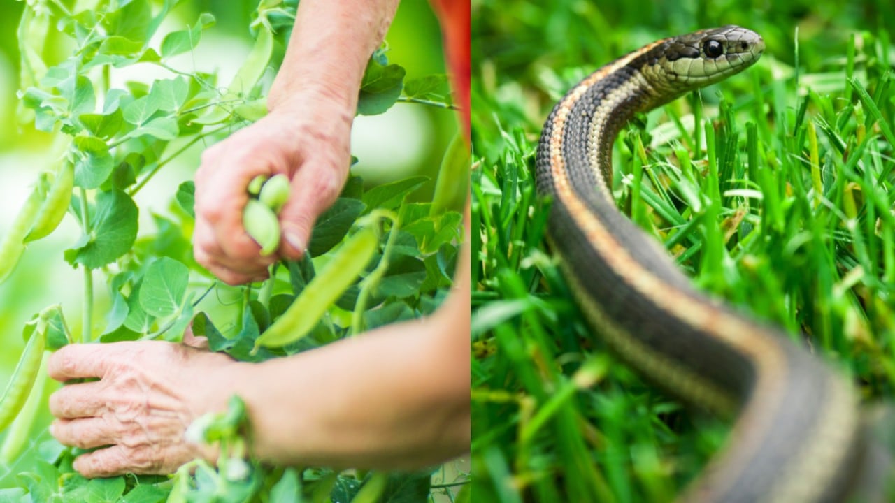 Esto no significa que las atraigan de forma directa, sino que crean un entorno con características que resultan favorables para estos reptiles.