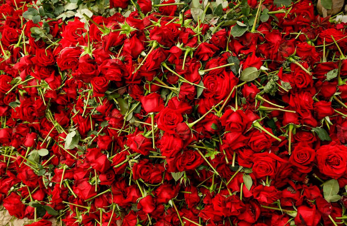 Cultivo de flores durante la pandemia 