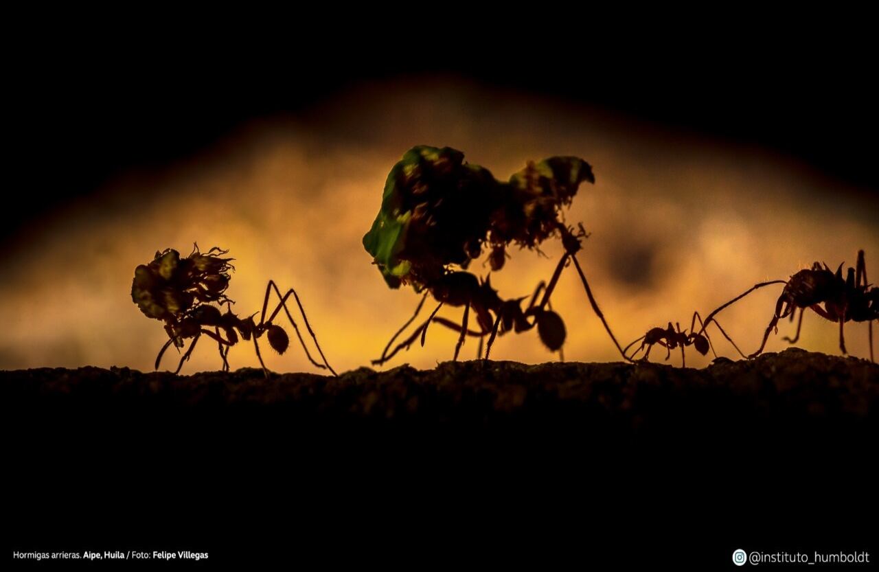 Hormigas arrieras. Aipe, Huila.