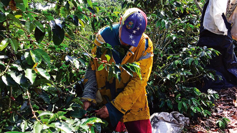 Los migrantes suplen actividades para las que no siempre hay mano de obra suficiente en Colombia como la recolección de café o flores.