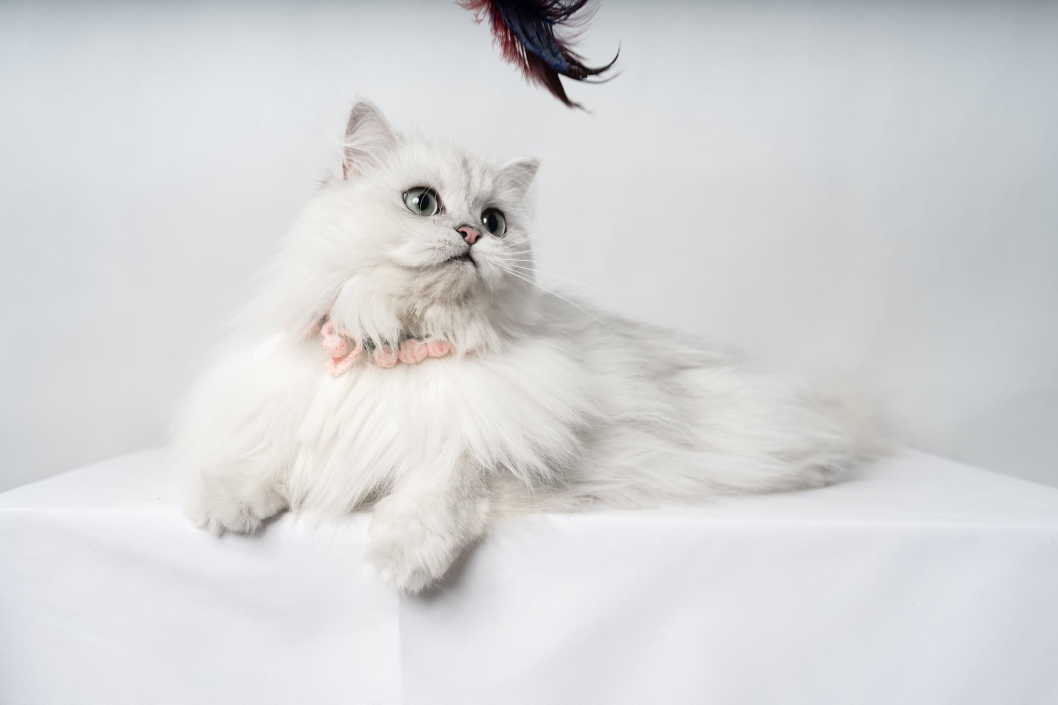Gato persa.