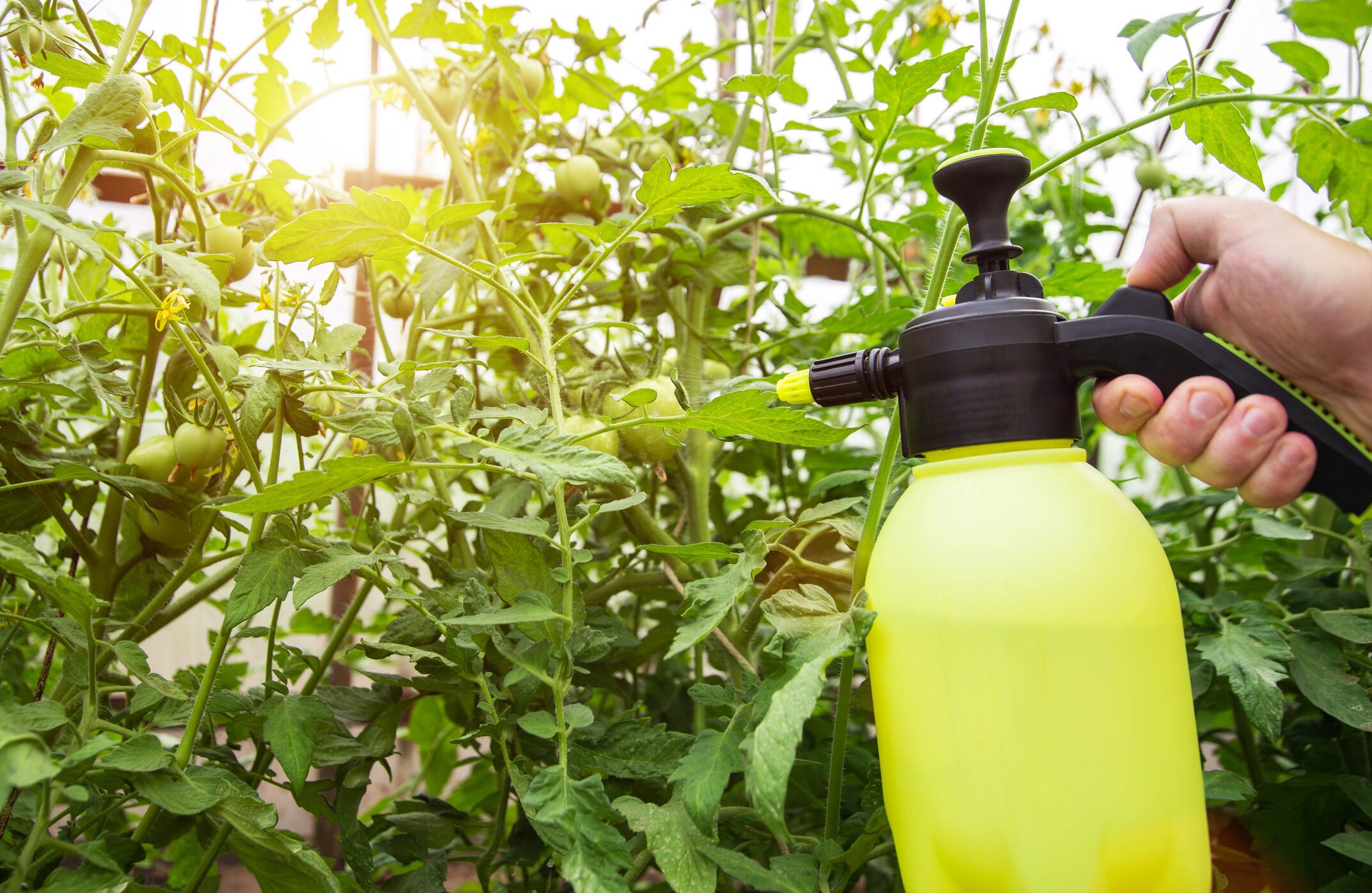 agua oxigenada para las plantas