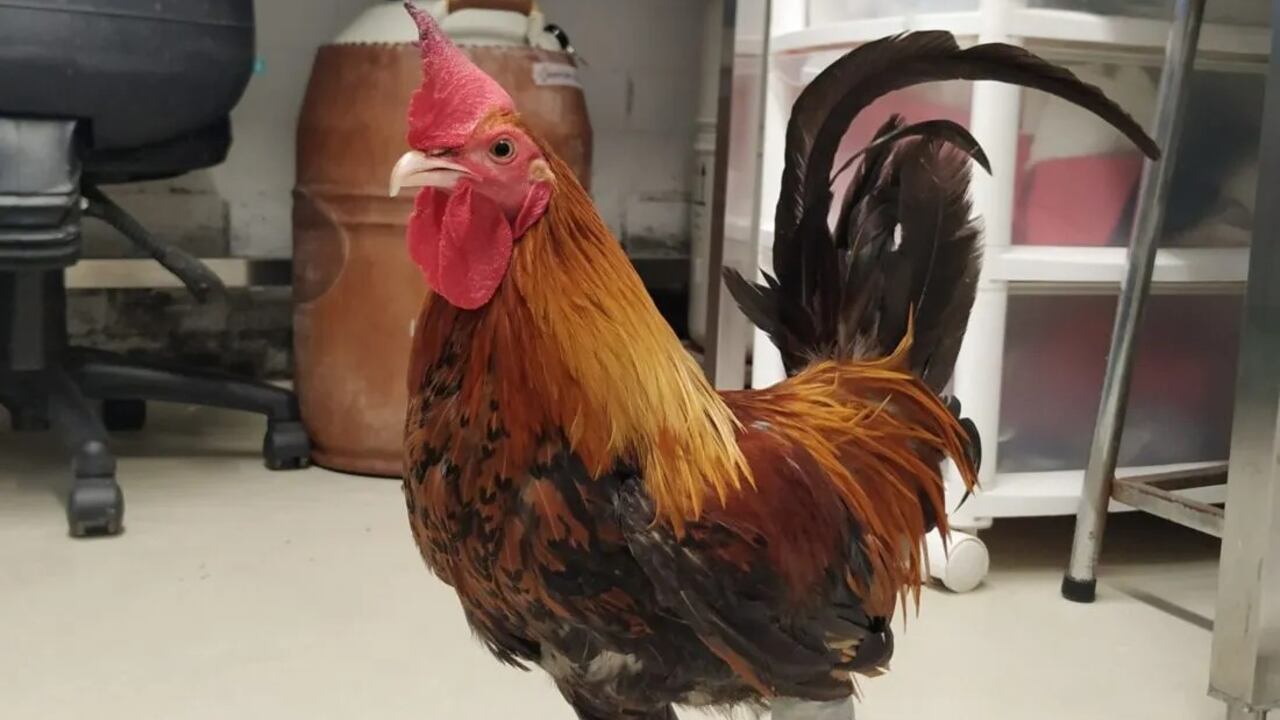 El gallo Emilio tuvo que ser amputado tras el maltrato al que fue sometido