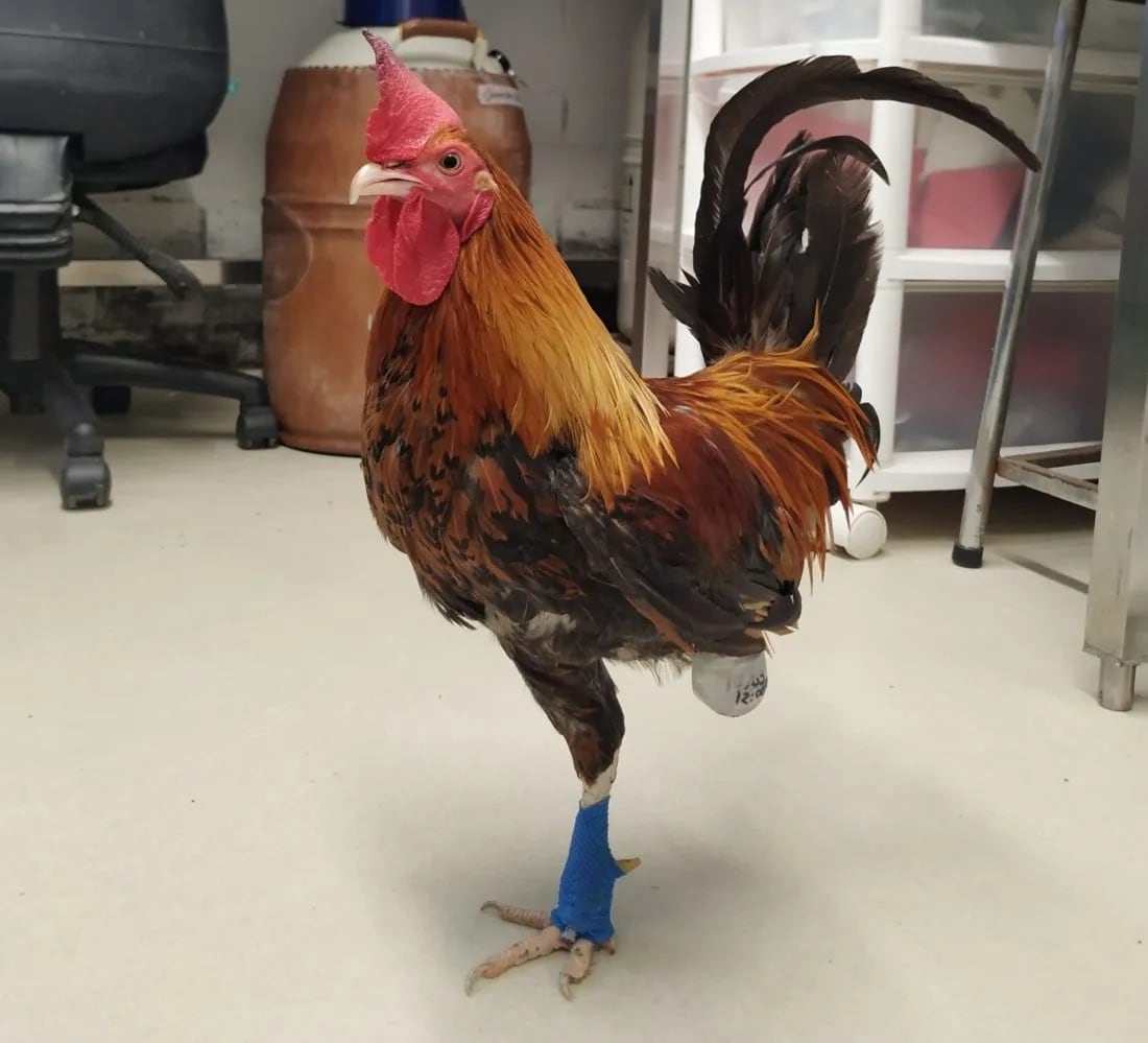 El gallo Emilio tuvo que ser amputado tras el maltrato al que fue sometido
