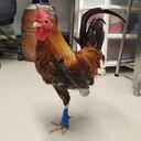 El gallo Emilio tuvo que ser amputado tras el maltrato al que fue sometido