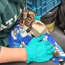 Rescate de animales en Cundinamarca.