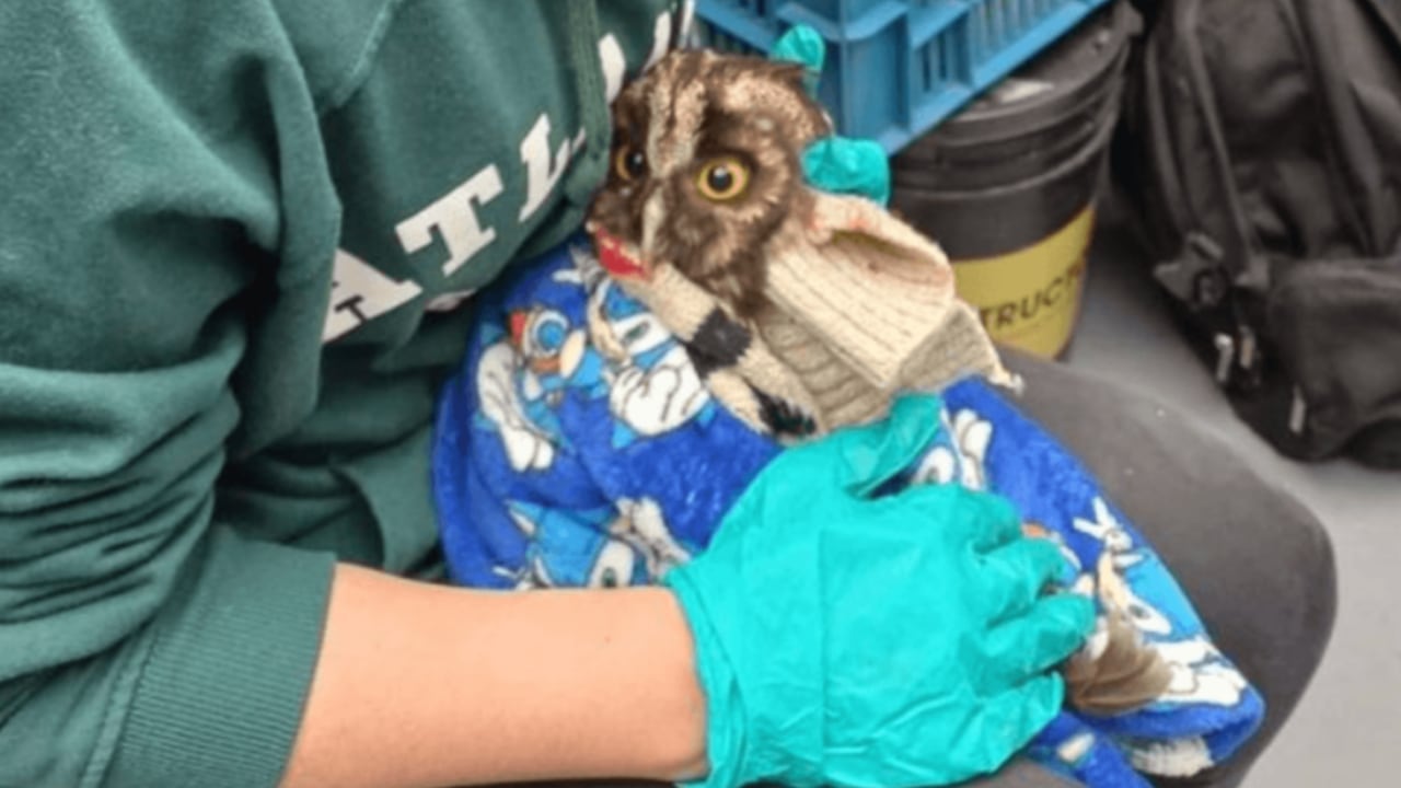 Un total de 26 animales silvestres fueron rescatados en Cundinamarca.