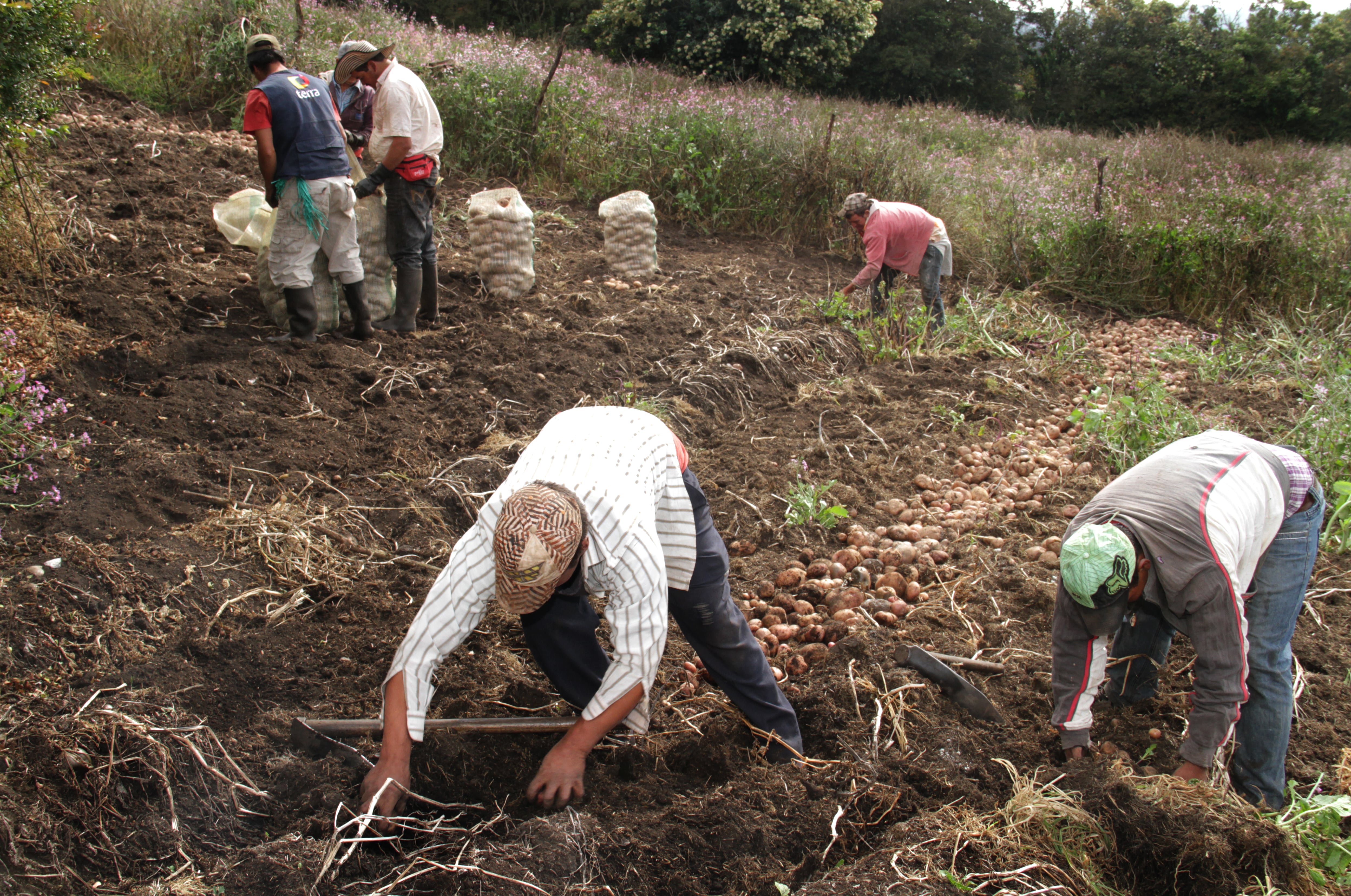 Hombre Campesino