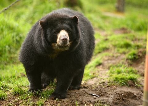 El oso de anteojos es una especie de mamífero carnívoro de la familia de los úrsidos y es vulnerable a la extinción. 