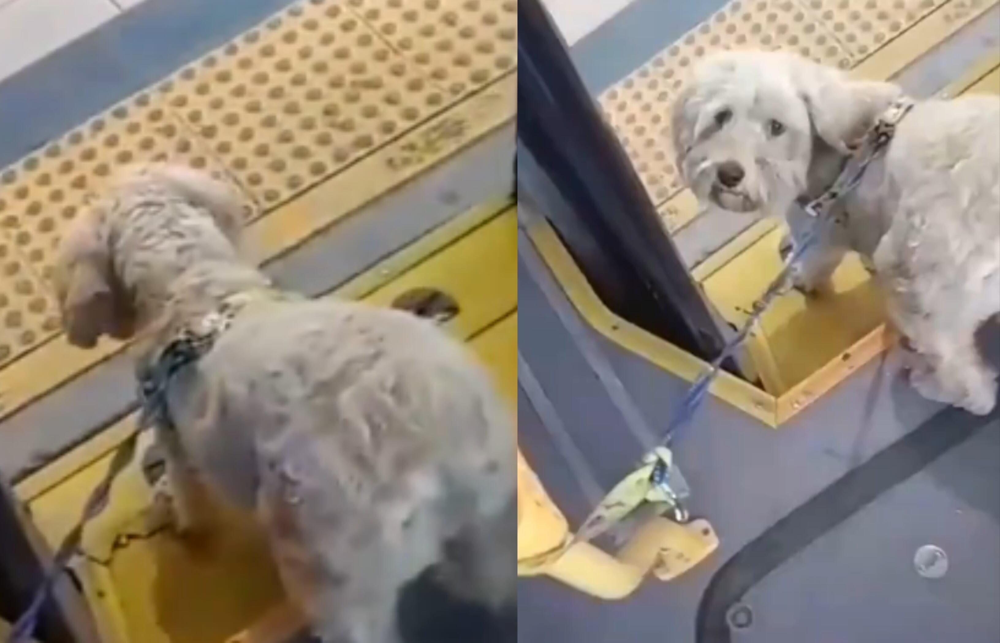 El conductor decidió adoptar al perrito.