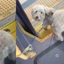 El conductor decidió adoptar al perrito.