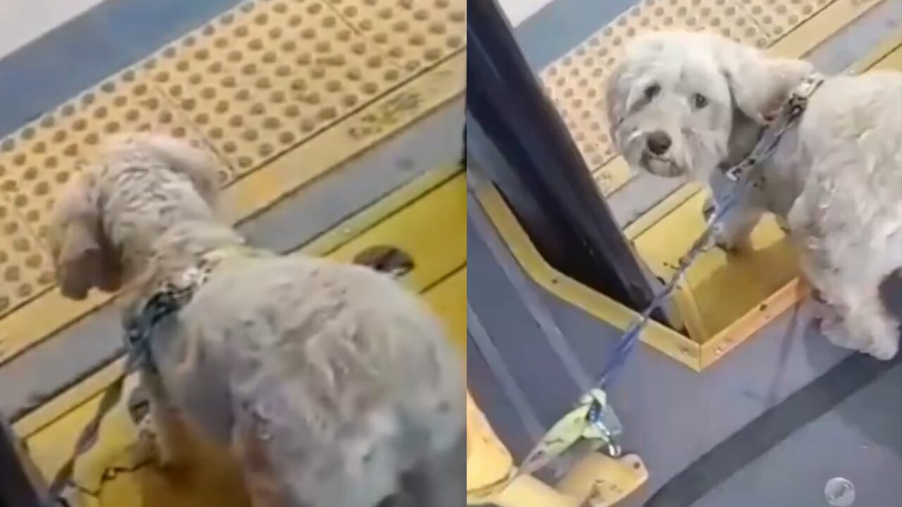 El conductor decidió adoptar al perrito.
