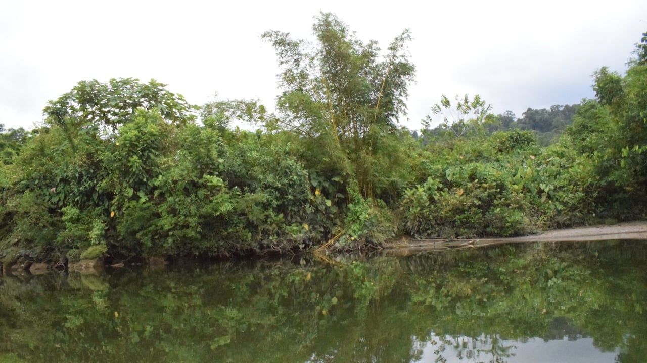 El Consejo Comunitario de la Cuenca del Río de Yurumanguí, constituido en 1998, es liderado por 54 yurumanguireños que representan a los habitantes de las 13 veredas ubicadas a lo largo de cerca de 54 mil hectáreas, tituladas en el 2018.