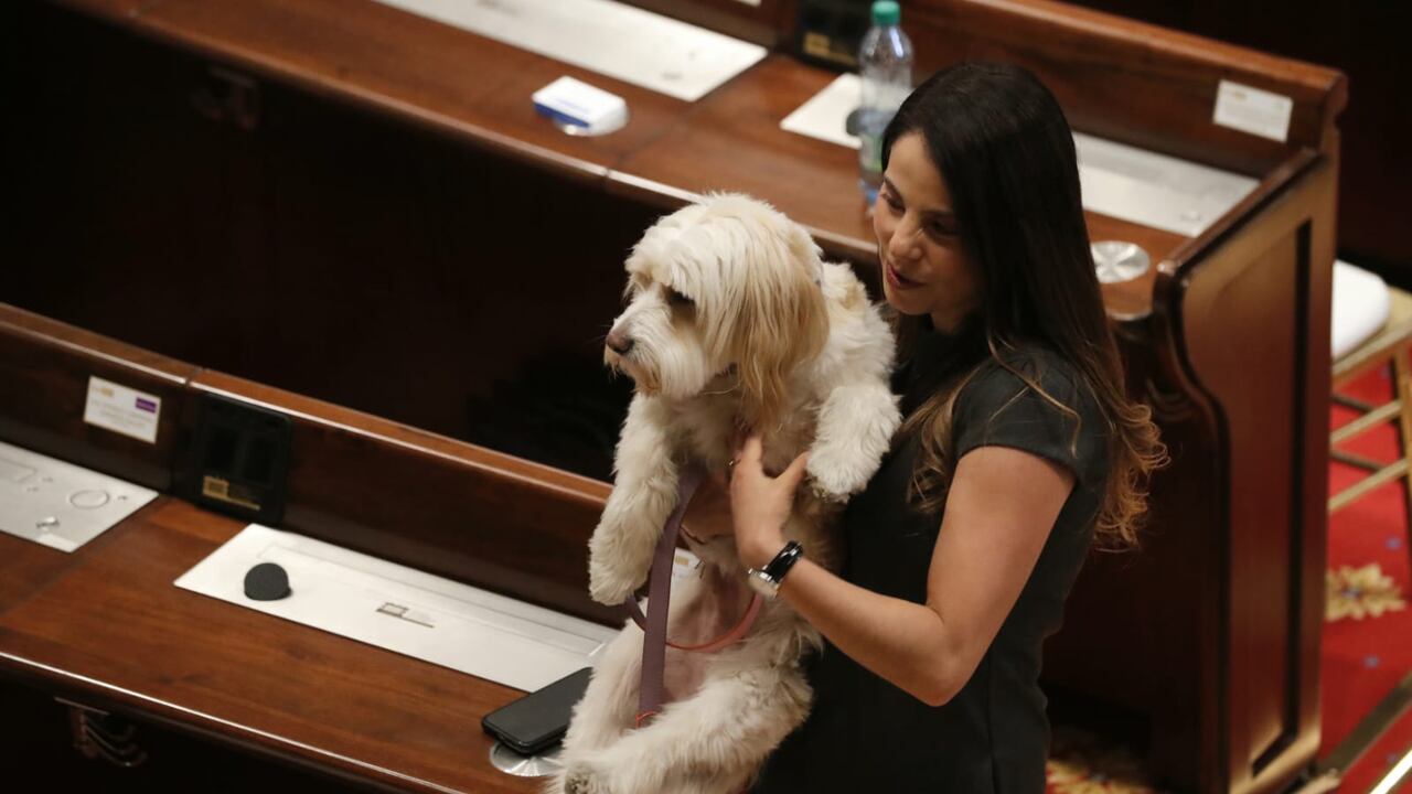 Cometa, la mascota de la senadora Esmeralda Hernández. Foto: Guillermo Torres.