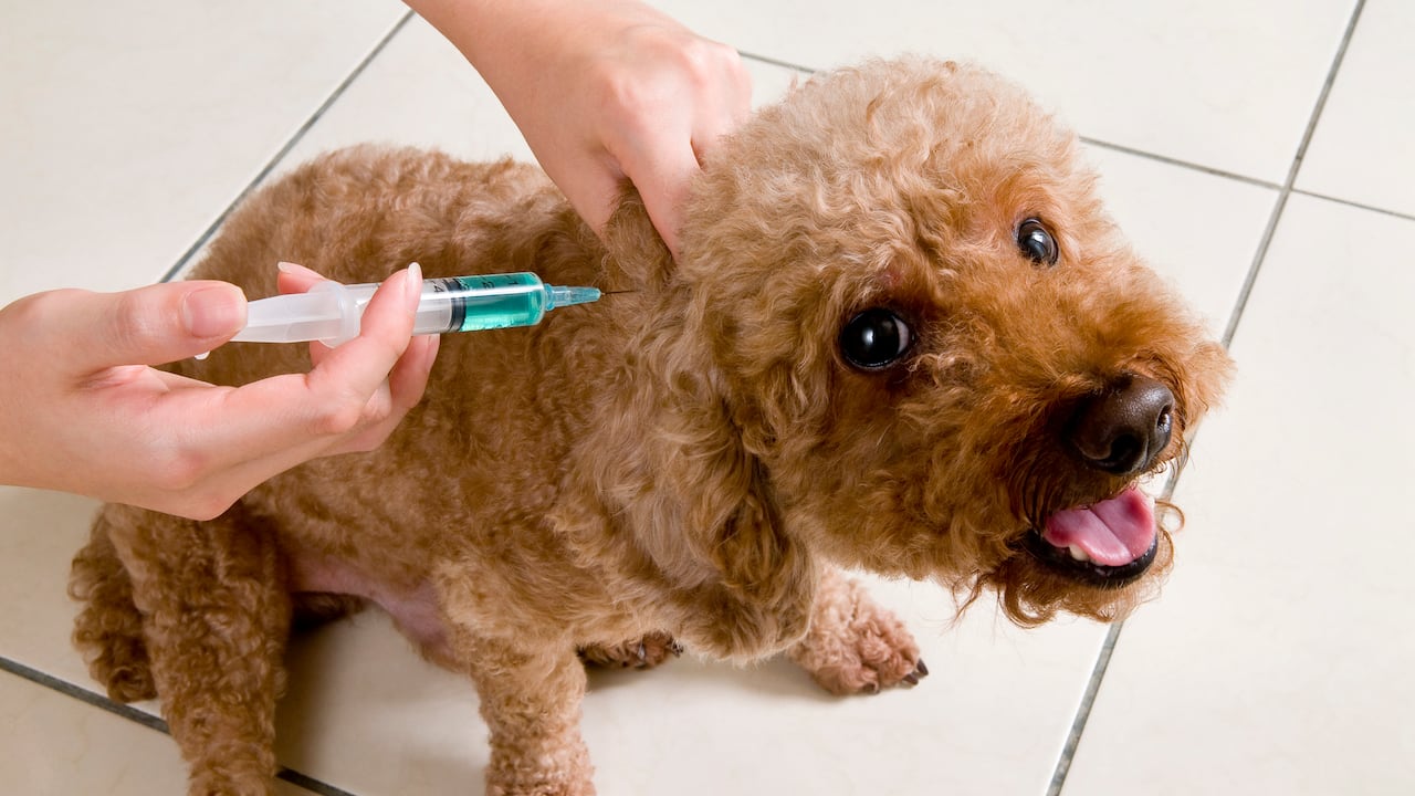 Poodle Vaccination ShotVacunación en mascotas: la razón por la que debería hacerse de otra forma.