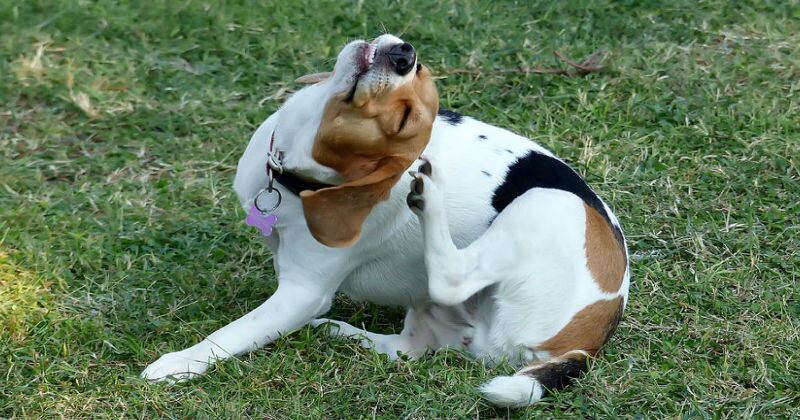 Los ácaros pueden causar picazón e irritación en la piel del animal.