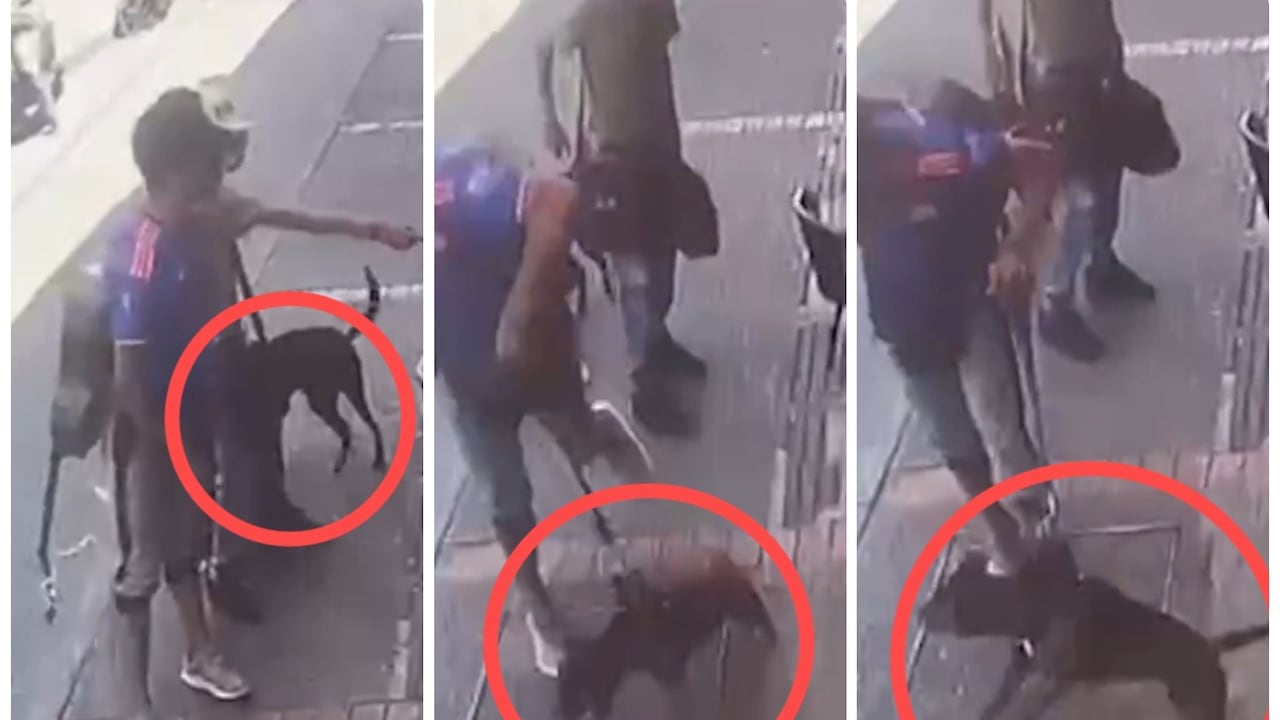 Policía de Caldas rescata a una perrita de 11 meses que era agredida por su dueño