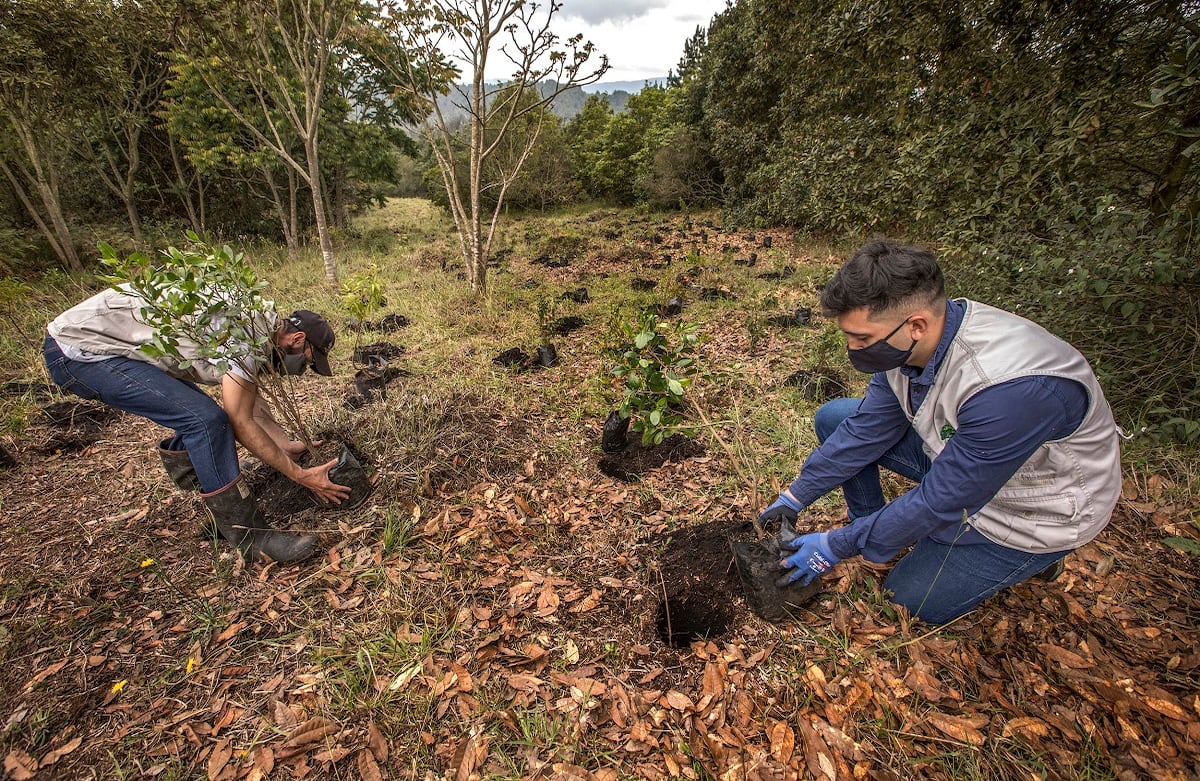 Siembra de árboles de Fundación Coca-Cola por CAEM, en la reserva La Poma, al sur de Bogotá.