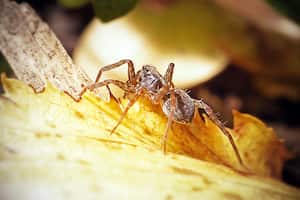 Generalmente el color de los huevos es blanco.