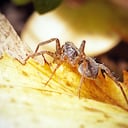 Generalmente el color de los huevos es blanco.