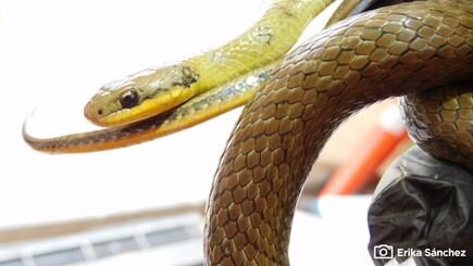 La serpiente de pantano fue encontrada en las obras del patio taller de la primera línea del metro.