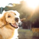Lindo perro feliz jugando con un palo
