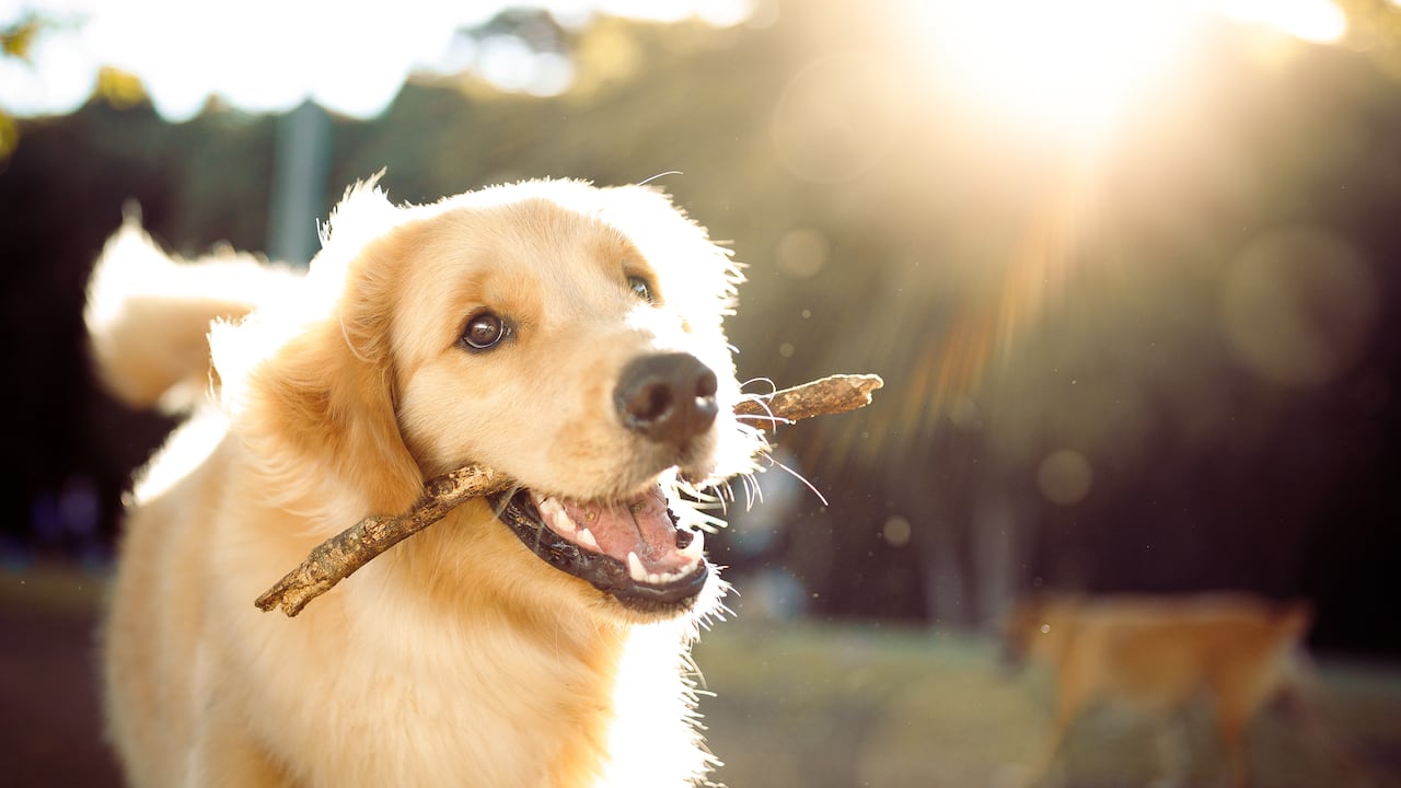 El antepasado de los labradores es el perro de aguas de San Juan.