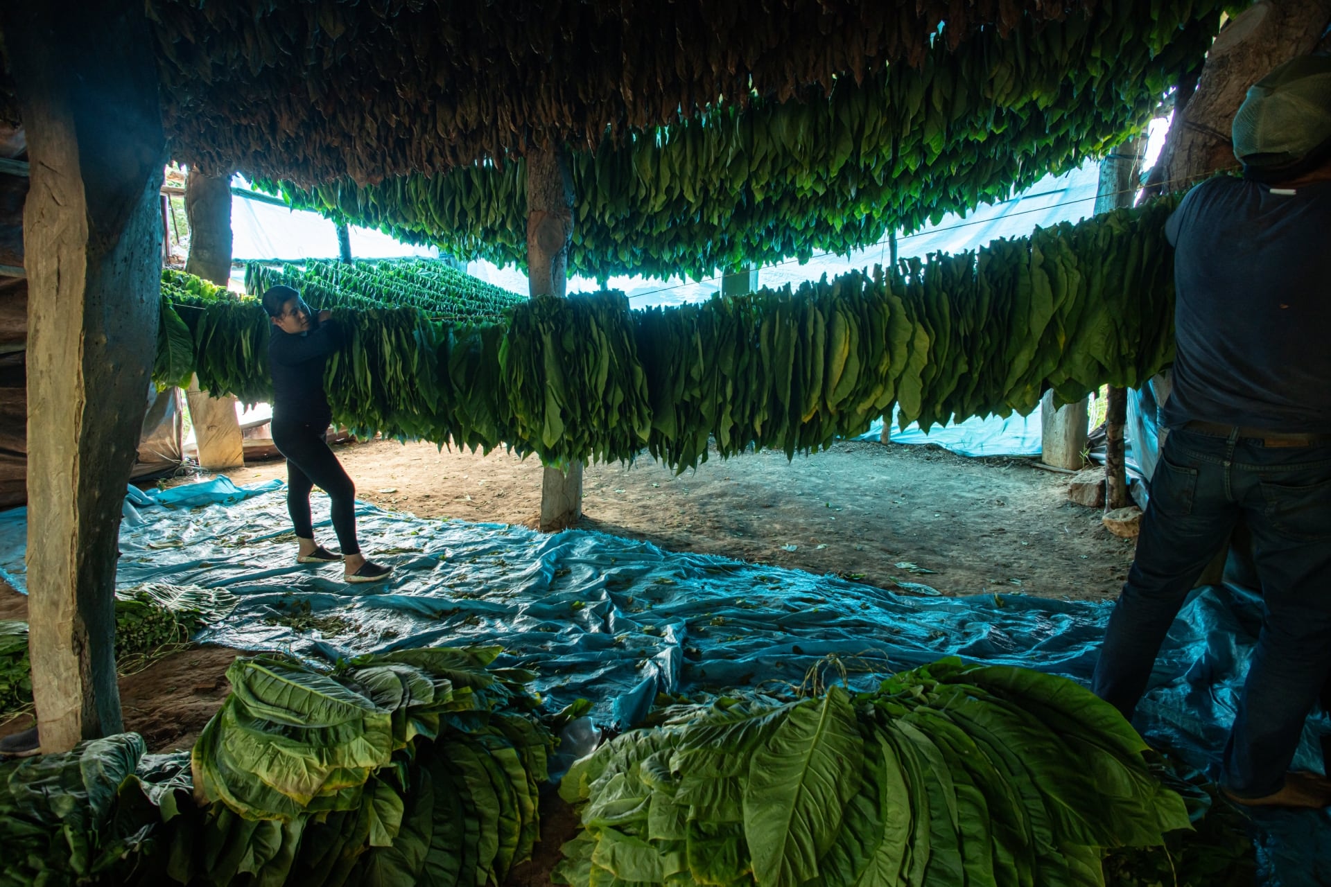 Soledad y las hojas de tabaco...