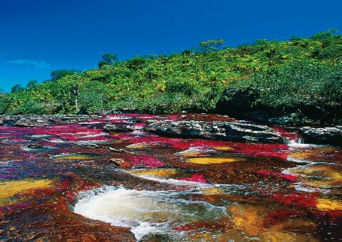 Caño Cristales en la Sierra de la Macarena.