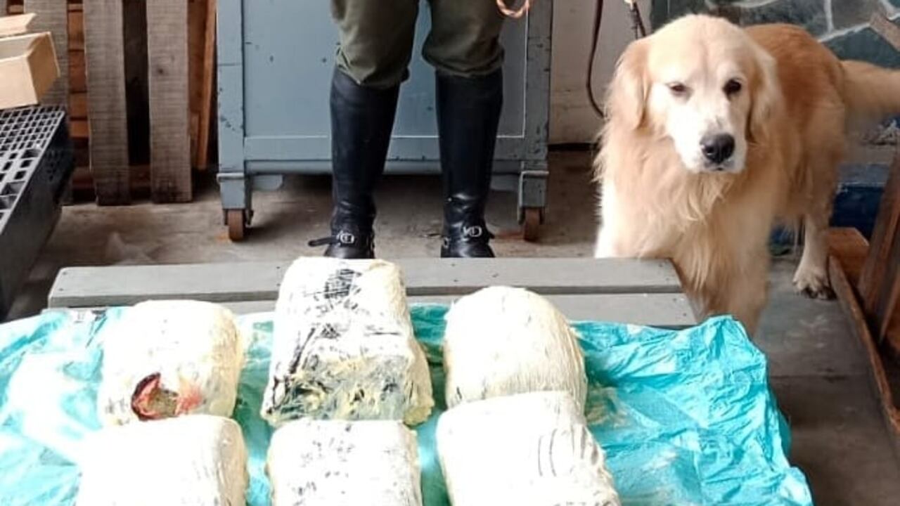 Gandaf tiene seis años de experiencia en la detección de sustancias estupefacientes.