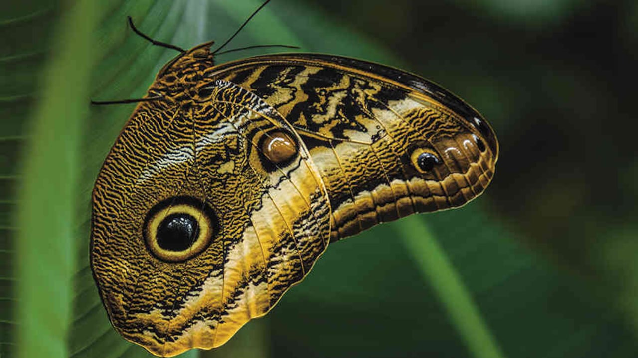Caligos Atreus es una especie diurna que tiene círculos grandes en sus alas que aparentan ser ojos para espantar a los pájaros, sus predadores.