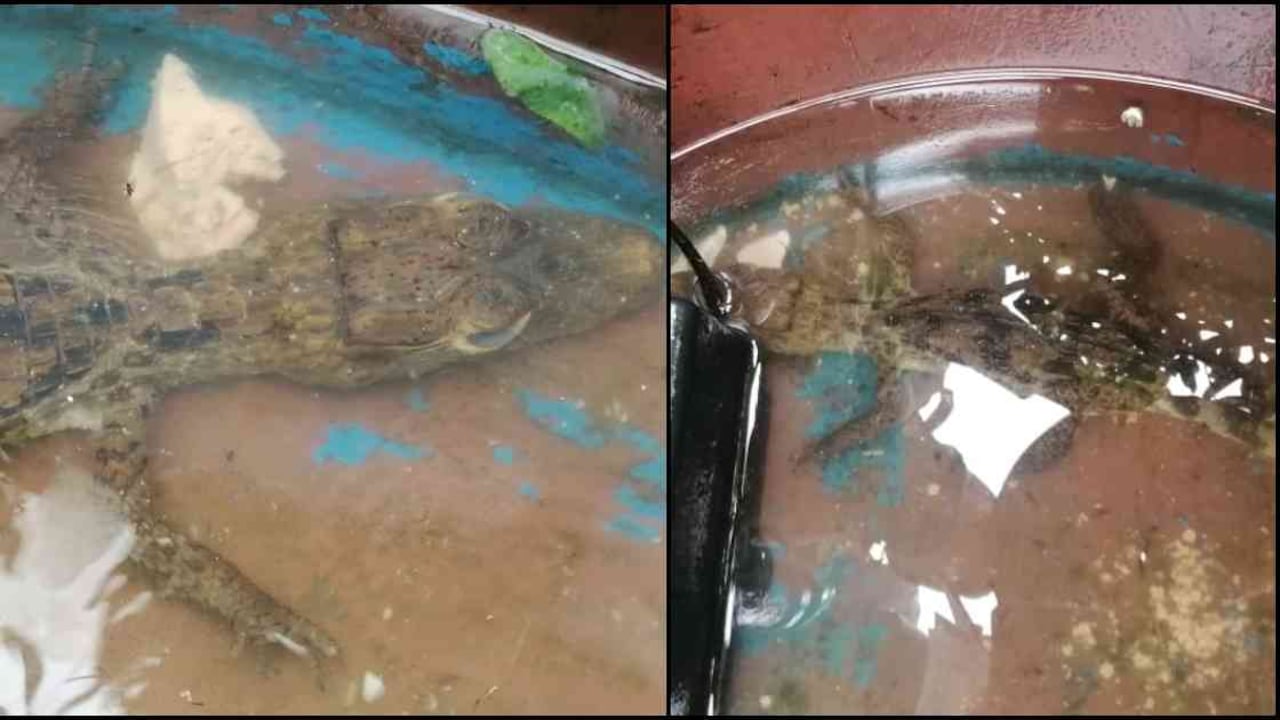 La babilla bebé fue trasladada al centro de atención de la CAR en Tocaima. Foto: CAR.