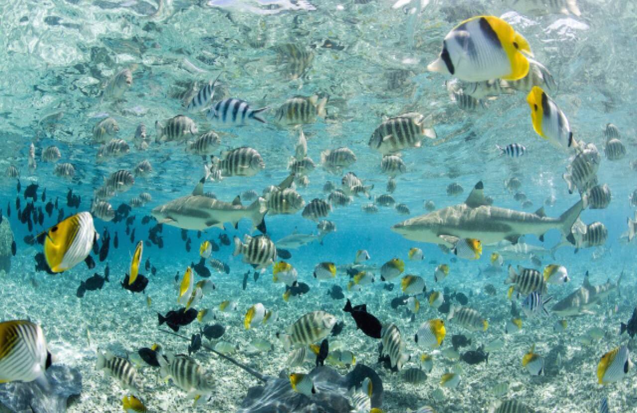 Más de 5.000 especies fueron encontradas en el Océano Pacífico (imagen de referencia).