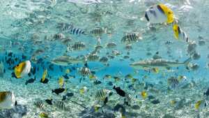 Más de 5.000 especies fueron encontradas en el Océano Pacífico (imagen de referencia).