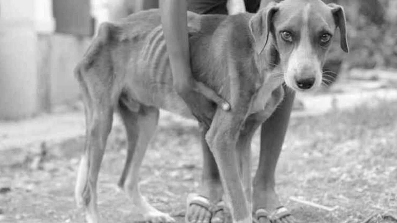 cortesía Fundación Adopta No Compres