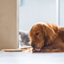 Los perros se lamen las pata por diversas razones y una de ellas es por ansiedad.