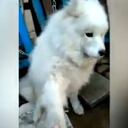 Perrito iba a ser sacrificado y vendido como comida en un mercado en China.