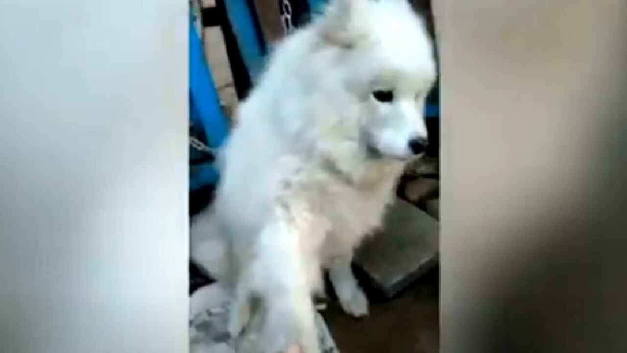 Perrito iba a ser sacrificado y vendido como comida en un mercado en China.