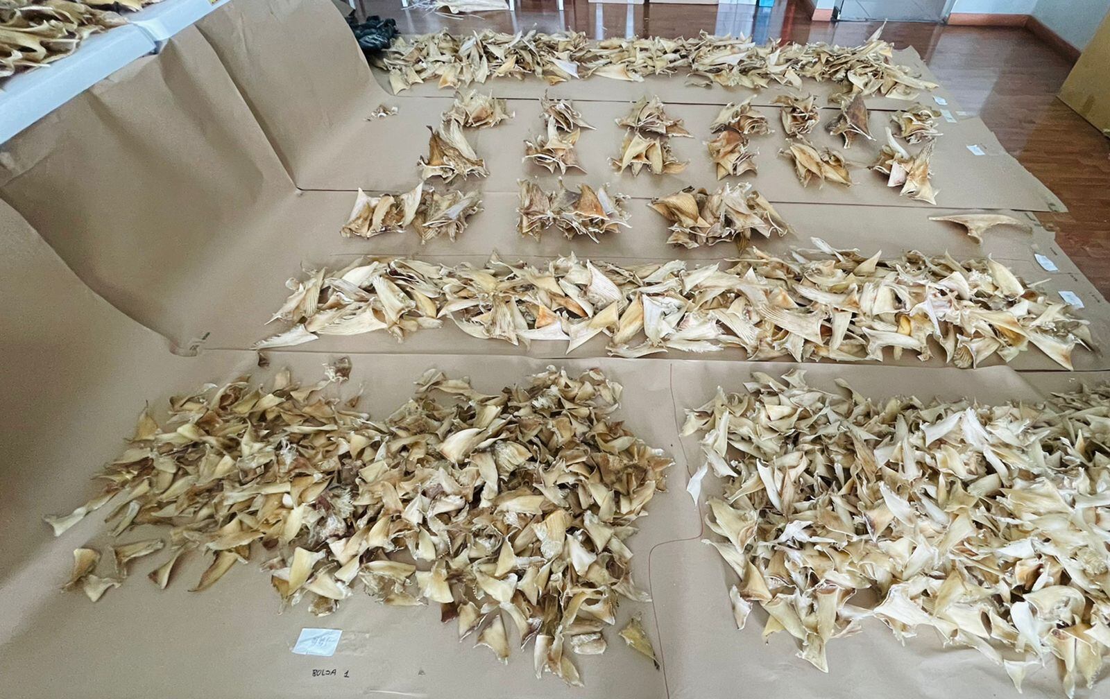 Autoridades se incautan de 3493 aletas de tiburón que iban a ser enviadas a Hong Kong desde el aeropuerto El Dorado