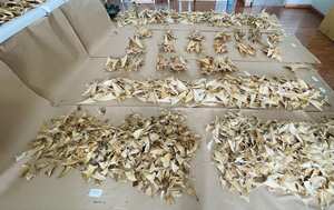 Autoridades se incautan de 3493 aletas de tiburón que iban a ser enviadas a Hong Kong desde el aeropuerto El Dorado