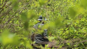 Los cultivos ilícitos son un eslabón en el negocio del narcotráfico que azota a los habitantes del departamento del Cuca. Para revertir esta situación se necesita apoyo estatal en diversos frentes.