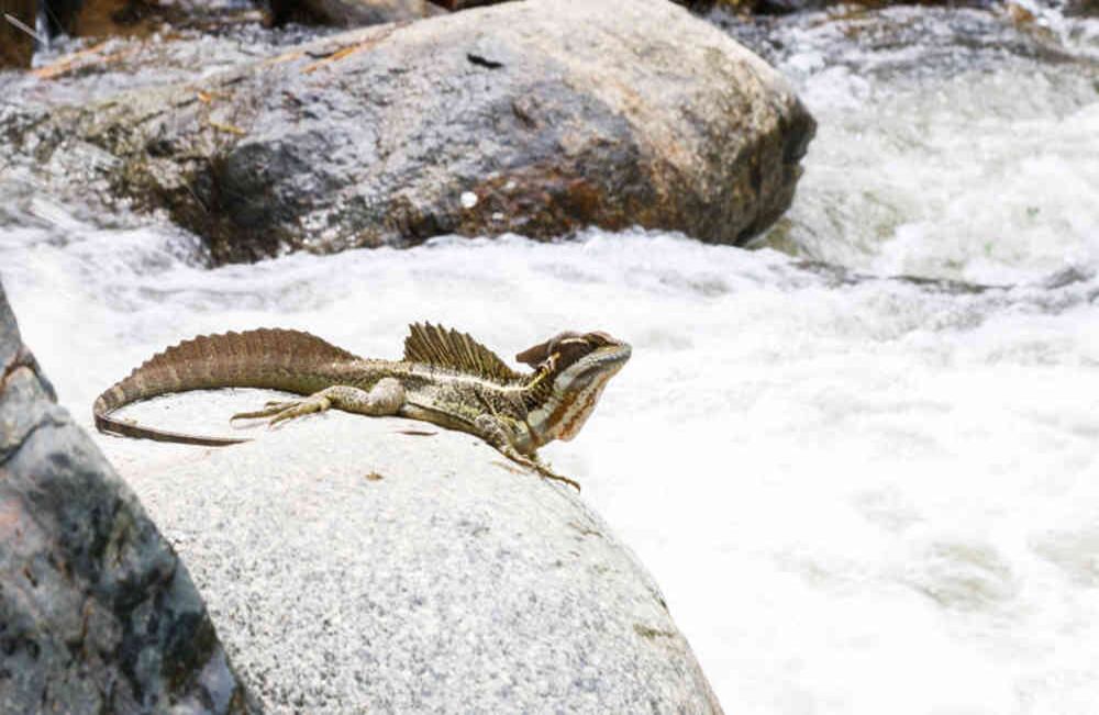 Apasionados por el turismo de aventura pueden encontrar diversidad de especies durante las visitas a cascadas y termales.