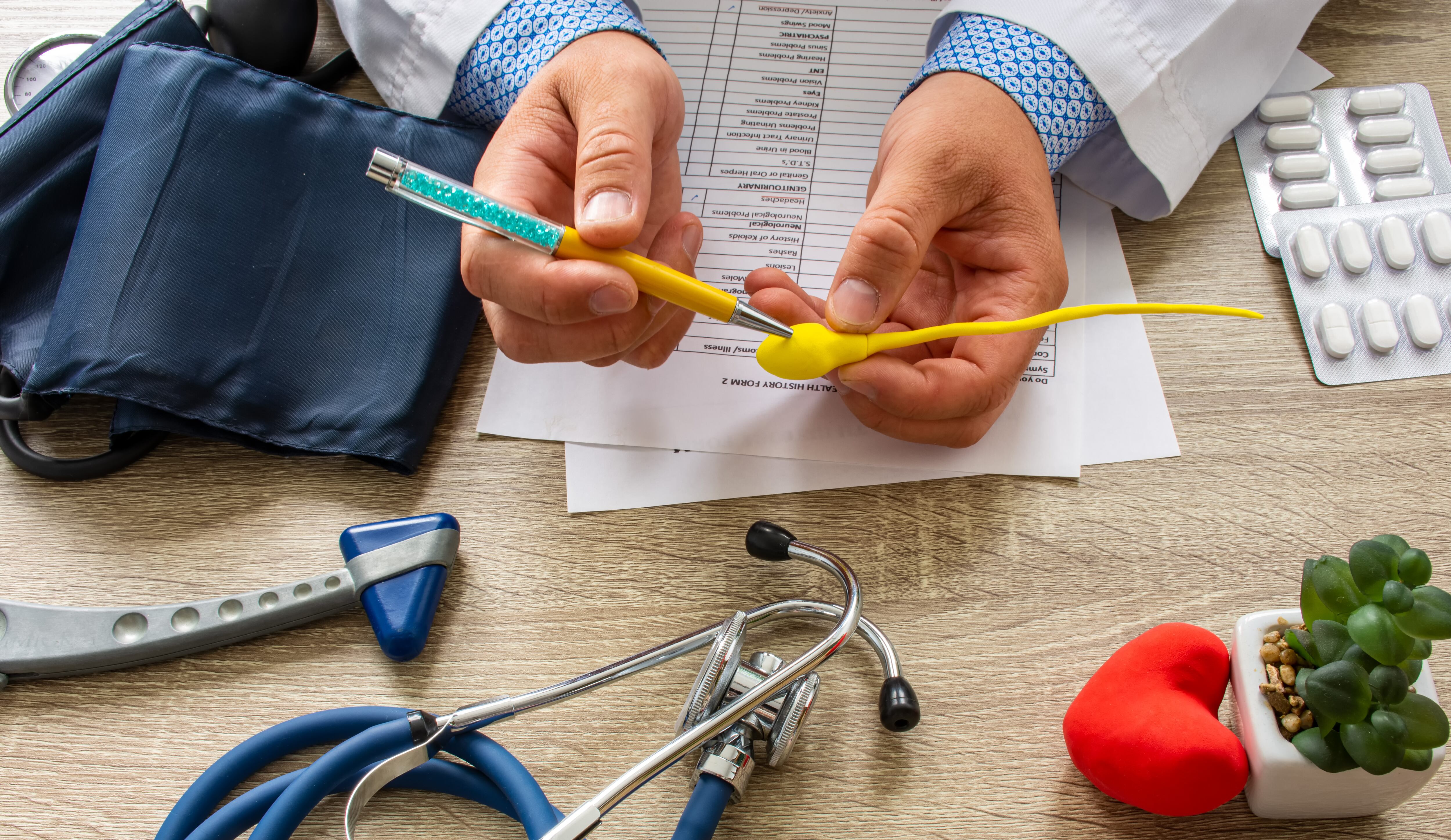 Doctor during consultation held in his hand and shows patient anatomical model of male sperm. Counseling of men and couples about male infertility, sperm pathology, impossibility to get pregnant